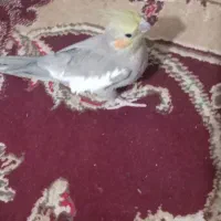 یک جفت  عروس هلندی  اهلی