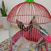 عروس هلندی وایت فیس