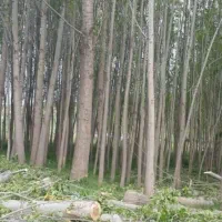 خرید انواع چوب|خدمات باغبانی و درختکاری|باسمنج, |دیوار