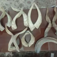 شاخ بز و قوچ