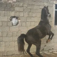 نریان شجره دارخوش فنوتیپ|اسب و تجهیزات اسب‌سواری|ایلام, |دیوار