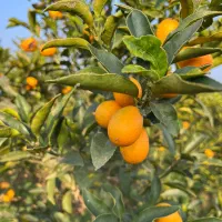 فروش میوه کامکوات|عمدهفروشی|نشتارود, |دیوار