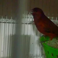 فروش تعدادی قناری رنگی اورژینال|پرنده|بابلسر, |دیوار