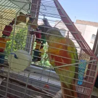 گمشده|پرنده|قدس, شهرقدس|دیوار