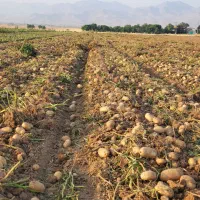 سیب زمینی بذری|عمدهفروشی|بهار, |دیوار