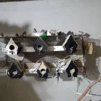 فنچ مولد. وجوجه|پرنده|تهران, تولید دارو|دیوار