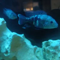 ماهی پرت وتعدادی ماهی گوشتخوار