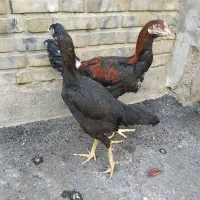 جوجه لاری|حیوانات مزرعه|تهران, شوش (باغ آذری)|دیوار