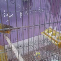 چند عدد قناری یه فروش میشد