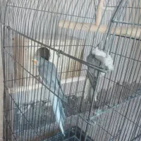 عروس هلندی|پرنده|شیراز, گلشن|دیوار