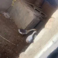 چند عدد غوغاز اصل|حیوانات مزرعه|بناب, |دیوار