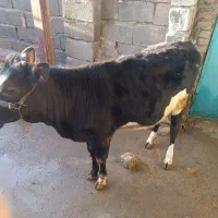 گوساله ماده|حیوانات مزرعه|جوانرود, |دیوار