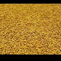 بذر یونجه دانه درشت