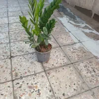 گل زامفولیا و سانسوریا مهتابی و یوکا