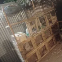 قفس چوبی 8جفت کنه