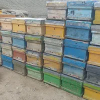 فروش کندو دسته دوم و طبق و موم کلوخه