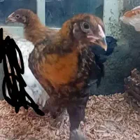جوجه برهما (‌ ۳ ماهه)