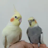 یک جفت عروس هلندی مولد و 2تا جوجه