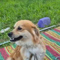 سگ پامر روباهی