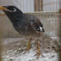 پرنده