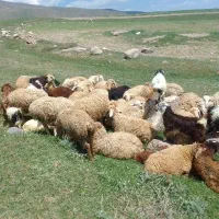 ۵۷۰۰۰۰۰۰۰|حیوانات مزرعه|نیر (اردبیل), |دیوار