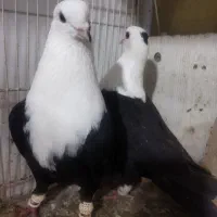 کلاغ کربلایی سیاه واکسی