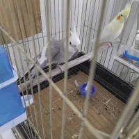 عروس هلندی