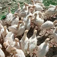 بوقلمون بیوتی