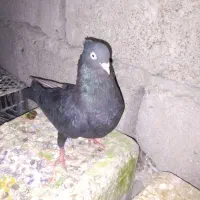 فروش کفتر زاغ|پرنده|ریگان, |دیوار