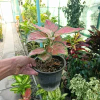 گل و گلدان|گل و گیاه طبیعی|رباط‌کریم, شهرک درخشان|دیوار