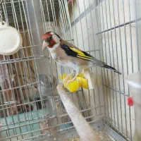 سهره
