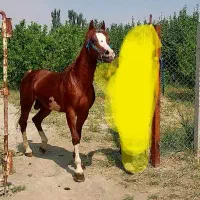 عرب دوسر زیبا معاوضه با موتور