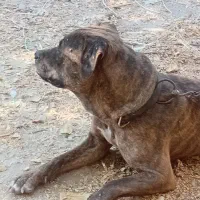 واگذاری سگ بول ماستیف