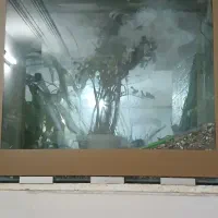 اکواریوم ماهی
