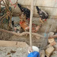 مرغ|حیوانات مزرعه|دورود, |دیوار