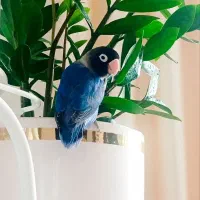 طوطی برزیلی کوتوله