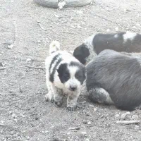 واگذاری قهدریجونی همه چی تموم|سگ|ارسنجان, |دیوار