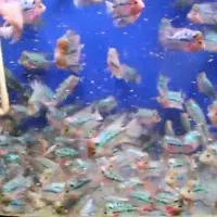 فروش ویژه جوجه فلاورهورن وارداتی نژاد رِد دراگون|ماهی|کرمان, |دیوار