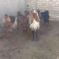 فروش بزکهره دار۳قلو و۲قلو