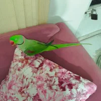 شاه طوطی شاه تخم نر کشیده|پرنده|شاهینشهر, شهرک میلاد|دیوار