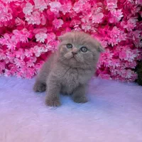 پت آپارتمانی رنگ خاص لیلاک اسکاتیش|گربه|بابل, |دیوار