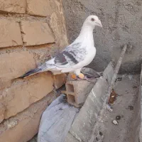 پشت گراف نر قلدر