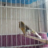 قناری نر سبز