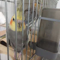 عروس هلندی مولد .جفت با قفس و لونه