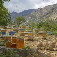 سوغات درجه یک تویسرکان