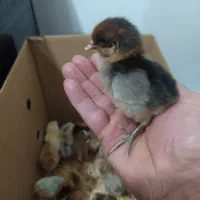 جوجه|حیوانات مزرعه|ایلام, |دیوار