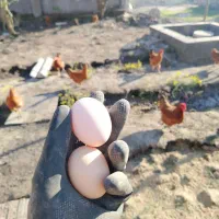 تخم مرغ محلی