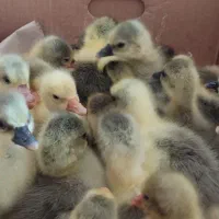 جوجه غاز درجه یک