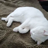 این گربه زیبا وملوس واگذار میشود...