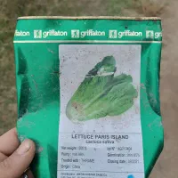 کاهو سفید گریفاتون فرانسه(پیرزا)|گل و گیاه طبیعی|بابکان, |دیوار